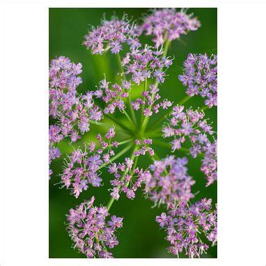Chaerophyllum hirsutum, hairy chervil, is a species of flowering plant belonging to the parsley family apiaceae. Chaerophyllum hirsutum 'Roseum' (With images) | Flower ...