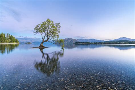 The Lone Tree In Lake Wanaka In The Morning Light Wanaka Queenstown