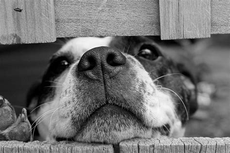Free Images Black And White Puppy Animal Cute Pet Close Up Nose