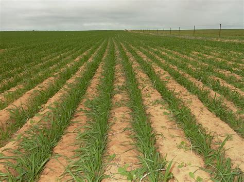 To achieve a better yield in crop production, the farmer must devise effective methods of pest control. Crop weeds: controlling small weeds | Agriculture and Food