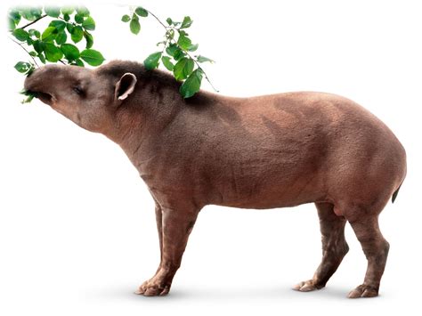 What Do Herbivorous Animals Eat