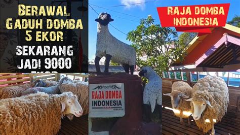 Berawal Gaduh Domba Ekor Sekarang Jadi Ribuan Proses Panjang Raja Domba Indonesia Youtube