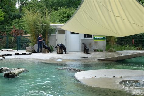 3.die bilder sollten den tag zoo augsburg versehen sein. Zoo Augsburg - Wikiwand