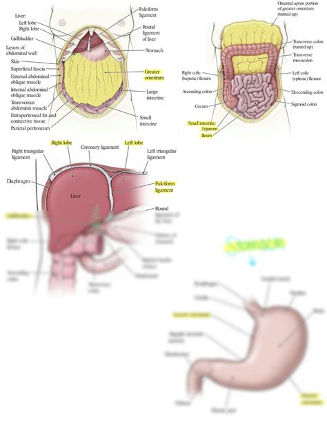 Solution Abdominal Cavity Structures And Labeling Studypool