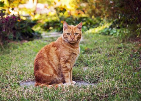 Ring Doorbell Pet News Outdoor Cats Indoor Cat Ginger Cats Cat