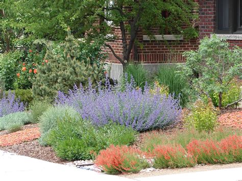 While these plants make a great addition to your drought tolerant yard design, they are not your only option. New Utah Gardener
