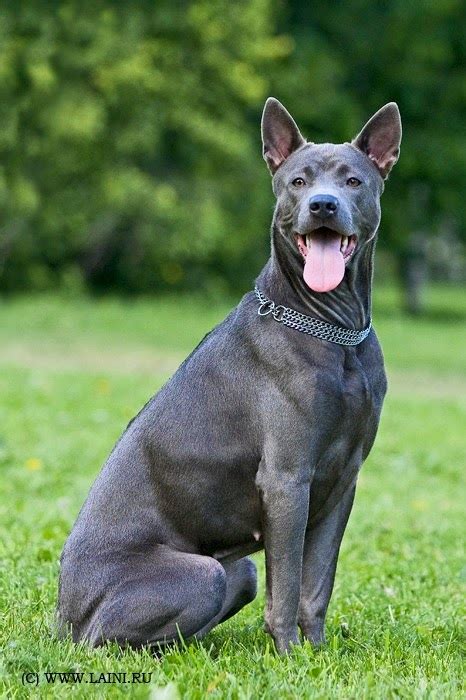 Cute puppy and dog: 5 Unique Dog Breeds you never come across