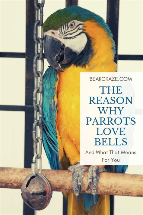 Why Do Parrots Like Bells So Much Here Is The Reason Beak Craze