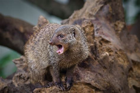 Mongoose Animal Faune Mangouste Photo Gratuite Sur Pixabay Pixabay