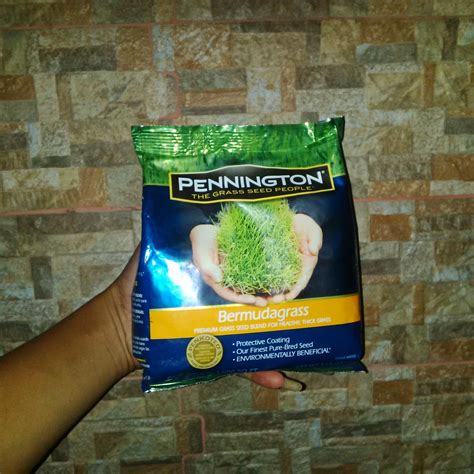 Jual benih biji atau bibit rumput (grass seed) dengan berbagai jenis kentucky grass seed,bermuda grass seed,signal grass. BENIH BIJI RUMPUT BERMUDDA - JUAL BIBIT BIJI RUMPUT ...