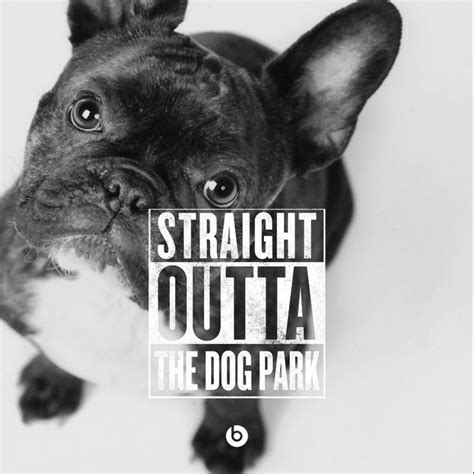 $1000 reward for the return of french bulldog went missing july 10th. #Frenchie #straightouttacompton | French bulldog, Bulldog ...