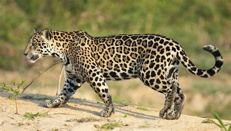 ¿dónde Viven El Jaguar