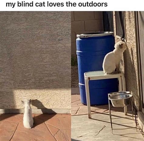 Blind Cat Meme By Ziggystarburst Memedroid The Best Porn Website