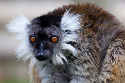 Black Lemur Stock Image Image Of Madagascar Lemur Euremur 16250597