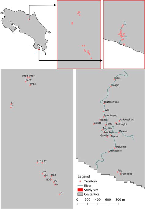 Duet Codes Do Not Enhance Neighbour Recognition In Two Closely Related