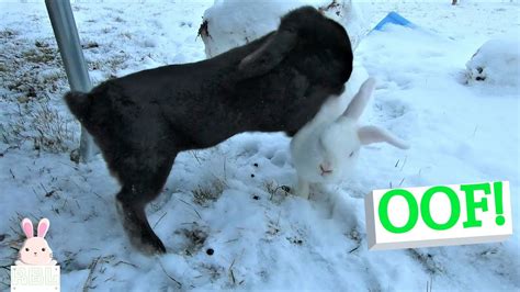Curious Rabbits Playing In The Snow Youtube