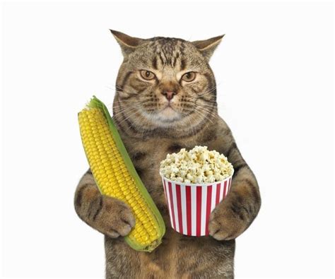 Can Cats Eat Popcorn Dreams Cat Cats Meow Cats And Kittens Cat