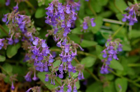 Deer Resistant Perennial Ground Cover Plants