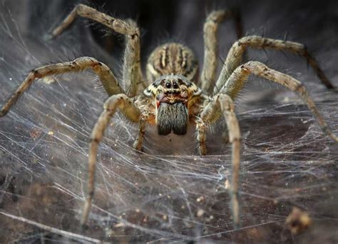 Sex Hungry Spiders Are Going To Start Invading Irish Homes