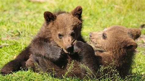 Fotos von Braunbär Bären Jungtiere 2 Tiere
