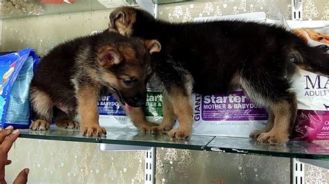 German Shepard PUPPIES 5500, Labrador 6500 price of female ...