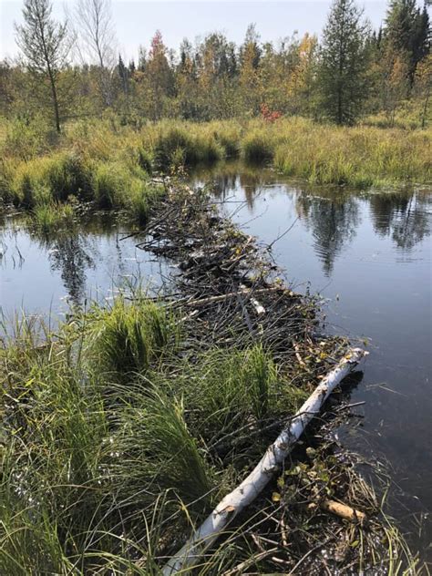 Removing Beaver Dams To Protect Massive Brook Trout The Wildlife Society