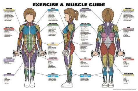 When the muscle contracts, the attachment points are pulled closer together; Women's EXERCISE AND MUSCLE GUIDE Professional Fitness Wall Chart Poster - Available at www ...