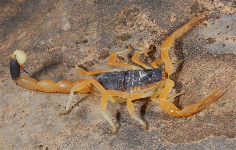 Photographs from france showed orange skies above layers of snow as the sandy wind from the sahara, known as sirocco, made its way across europe weeks earlier than expected. 7 Most Poisonous and Dangerous Scorpion in the World