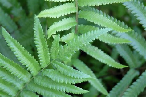 Beautiful Background Made With Green Fern Leaves Variety Fern Leaf