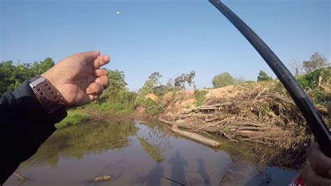 Contextual translation of menyiang ikan into english. IKAN PUYU MAKAN ROTI..( Pole fishing Anabas testudineus ...