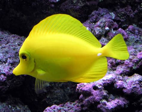 Marine Life In The Pacific Ocean Fish Preserve