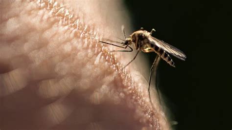 Heres Why Mosquitoes Are Attracted To Some People More Than Others