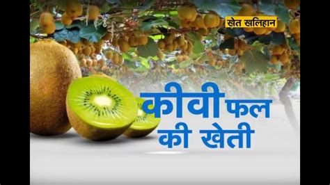 Kiwi Fal Kaha Paya Jata Hai - Rima1