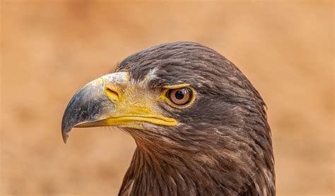 Golden Eagle With Pointed Beak On Brown Background · Free Stock Photo