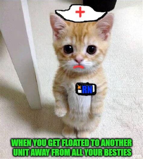 Cute Cat Nurse Humor Medical Humor Nurse Love