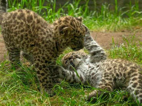 First Ever Amur Leopard Cubs Born At San Diego Zoo Make Their Debut