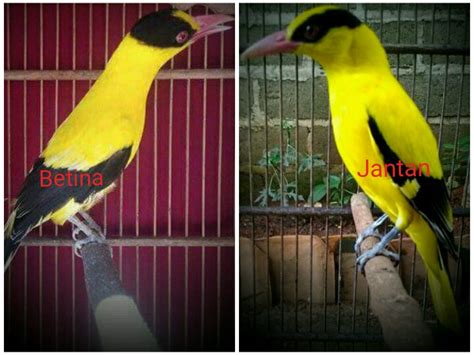 Download now inilah jenis burung kolibri yang terdapat di indonesia. Ciri-ciri perbedaan burung Kepodang jantan dan betina | On ...