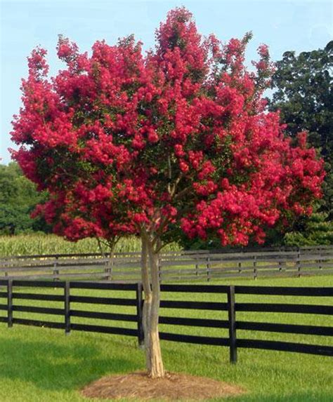 Red Crepe Myrtle For Sale Red Flowering Trees