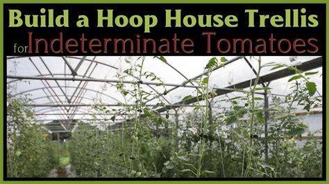 Trellising Indeterminate Tomatoes In A Hoop House Youtube