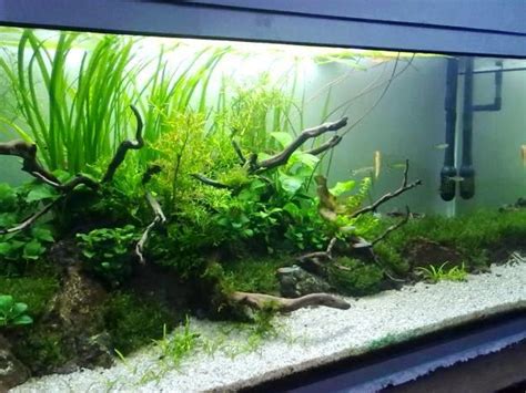 Cara membuat air terjun pasir didalam aquarium dengan cara memasang mesin air aquarium, home kolam ikan serba serbi jenis dan merk mesin pompa air untuk kolam ikan ada tips dan panduan step by step mengenai cara merawat ikan hias pada aquarium air tawar dan aquarium air. Membuat Akuarium Air Tawar Yang Baik | Akuarium Ikan Hias