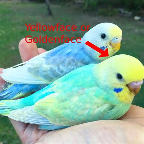 Rainbow Budgies Complete Guide Photos Videos