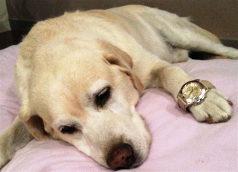 The Dog Isnt Quiet If He Doesnt Always Wear His Rolex