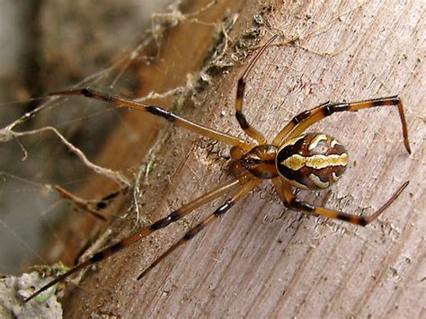 Its venom is toxic and painful, leaving victims to feel the effects long after the bite. male black widow spider pic 5 : Biological Science Picture ...