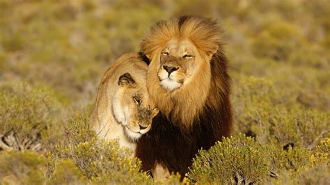Interesting facts about lions | Journal of interesting articles