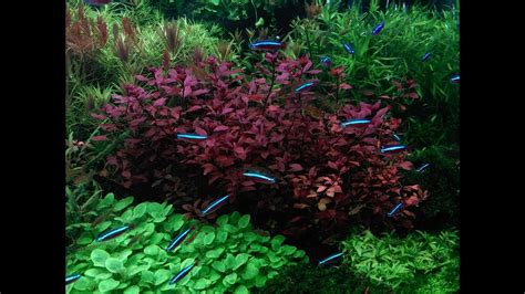 The development of this style is a testament to the intricacy in envisioning your. aquascape planted dutch style aquarium - YouTube
