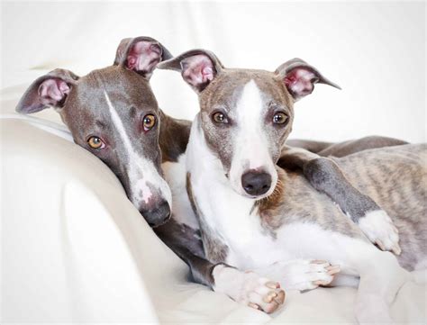 Whippet Intelligent Affectionate Dogs That Resemble Small Greyhounds
