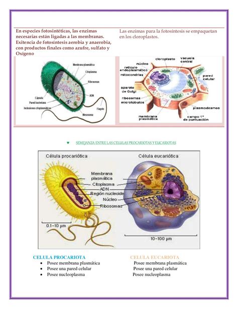 Cuadro Comparativo De Diferencias Entre Celula Eucariota Y Procariota