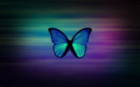 Free Download Butterfly Wallpapers Hd 1680x1050 For Your Desktop