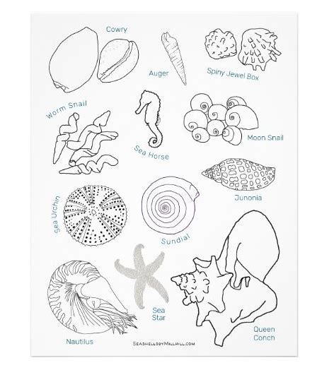 Seashell Id Sea Life Names Worksheet Sea Shells Coloring Pages