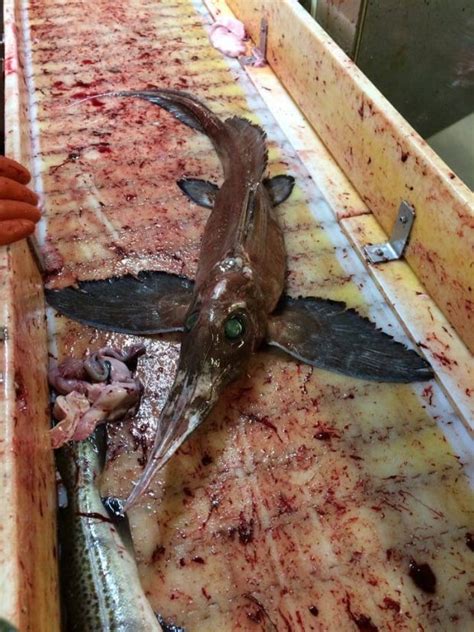 Creepy Deepwater Fish Surprises Nova Scotia Fisherman Cbc News